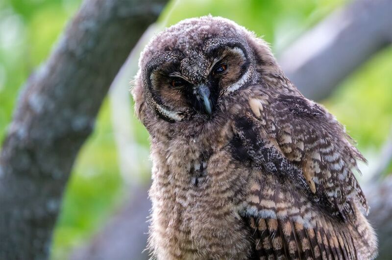 Слеток ушастой совы фото превью