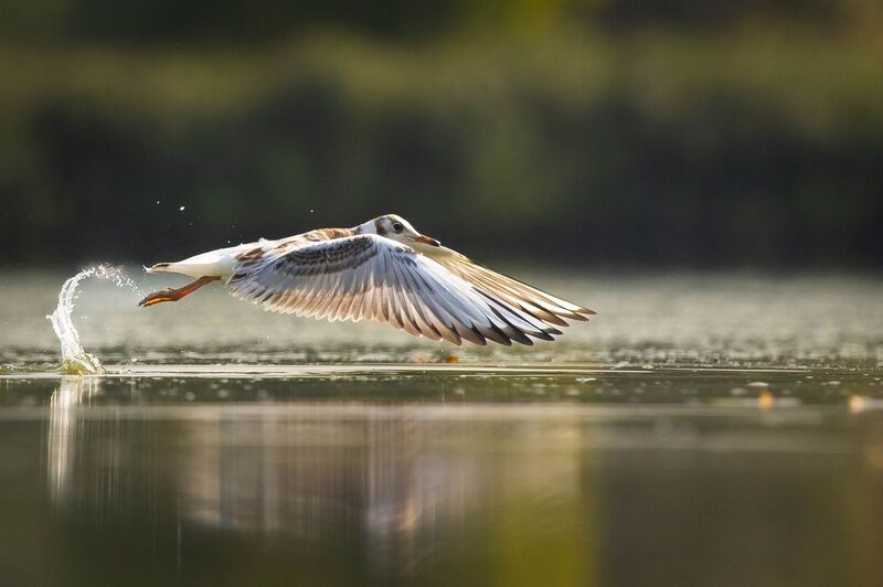 Gull фото превью