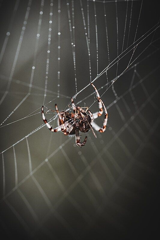 Хрупкость и сила фото превью