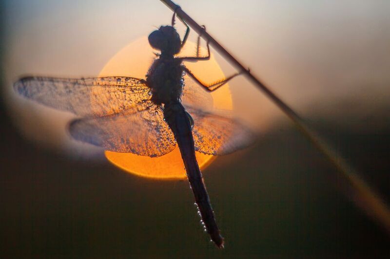 стрекоза, утро , рассвет  фото превью