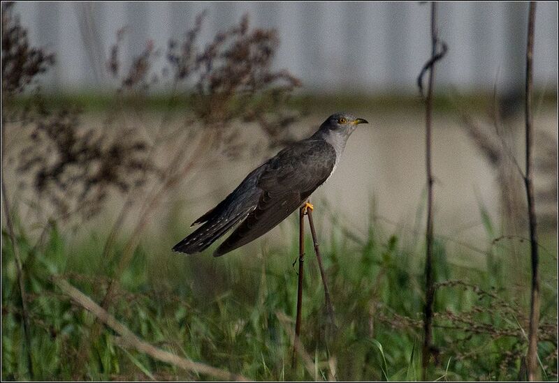 москва, парк, кукушка, птица * фото превью