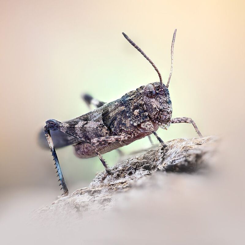 orthoptera, oedipodinae, oedipoda caerulescens,голубокрылая кобылка Kобылка фото превью