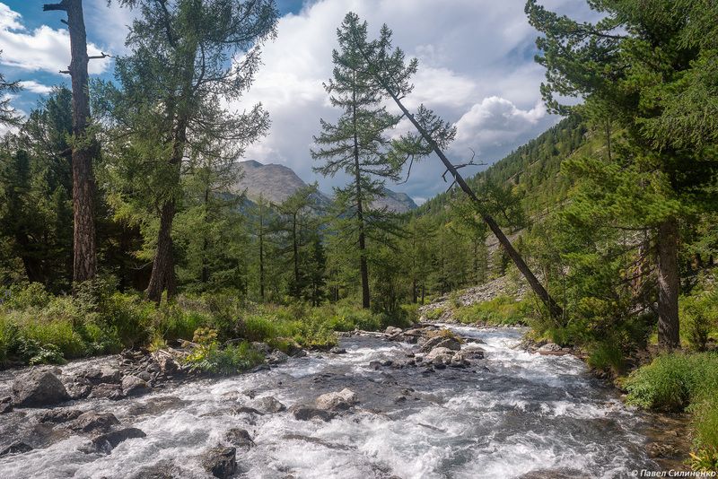 алтай, пейзаж, горы, река, лес, вода Горный Алтай фото превью