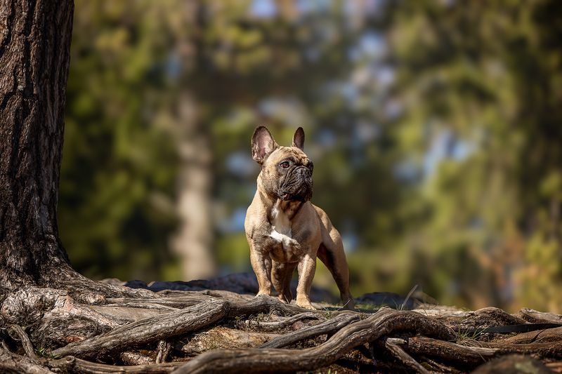 Нильс фото превью