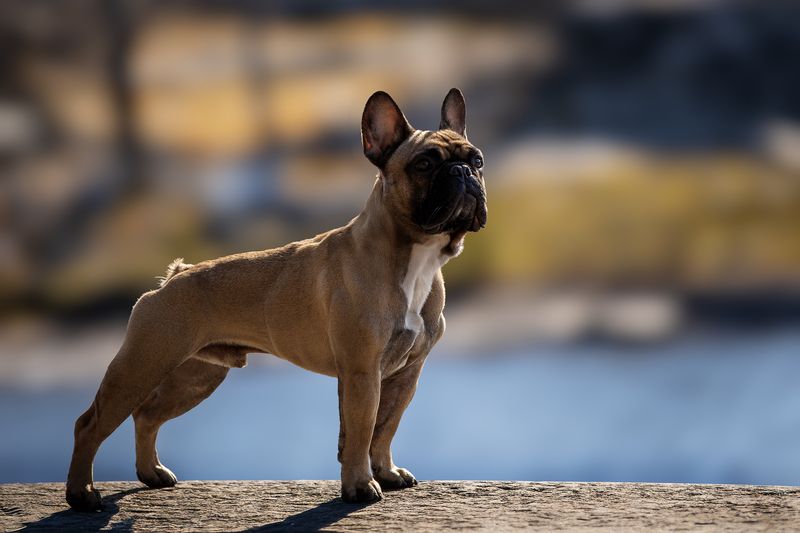 Нильс фото превью