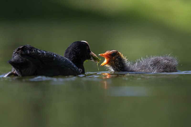 птицы, лысуха, птенец, лысенок За папу и за маму фото превью