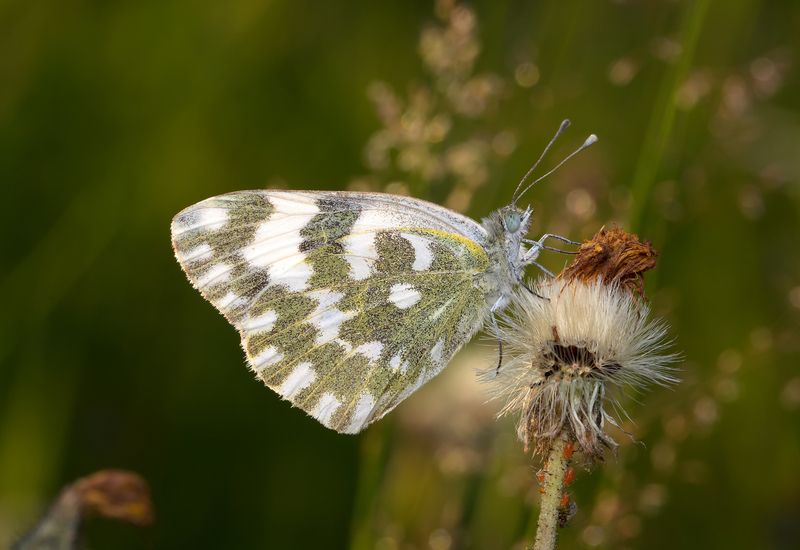 белянка рапсовая, pontia daplidice, белянки, pieridae, бабочка Белянка рапсовая фото превью