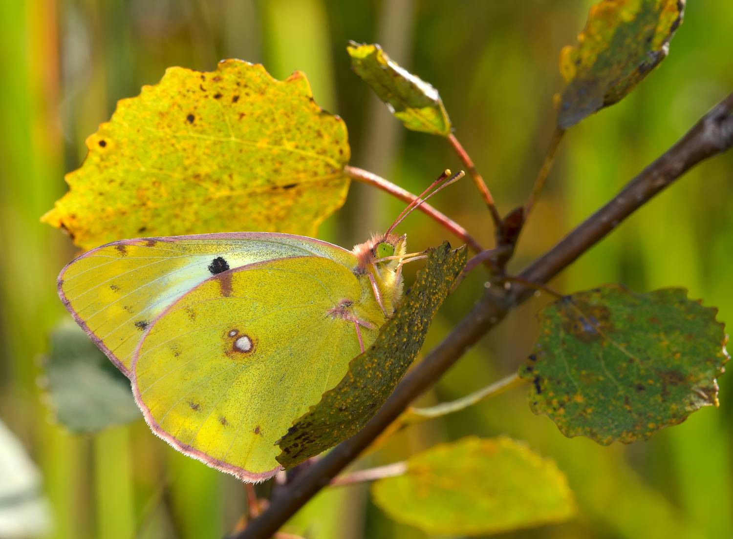 желтушка луговая, colias hyale, белянки, pieridae, бабочка, Павел Черенков