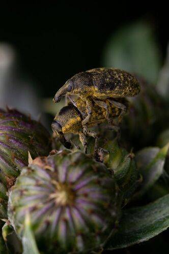 Larinus sturnus