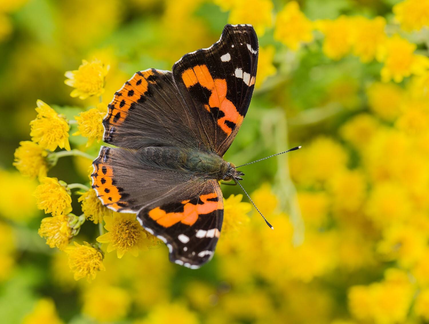 бабочка адмирал индийский vanessa indica, Евгений Слободской