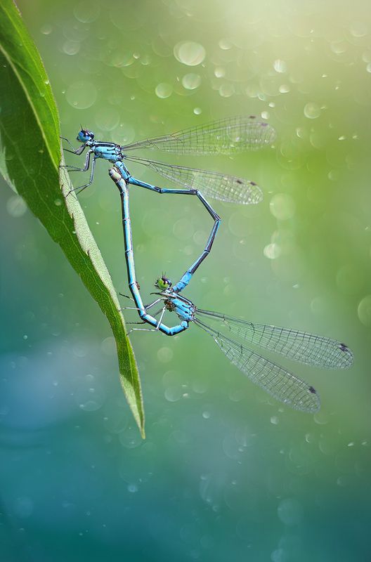 * фото превью