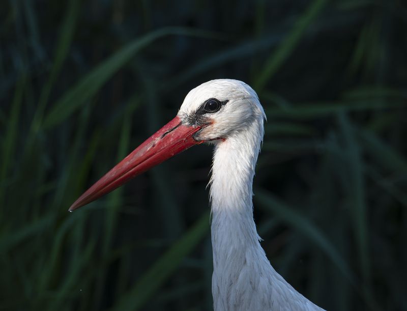 аист, бусел, птица, птицы, природа, фауна, дикая жизнь Портрет  фото превью