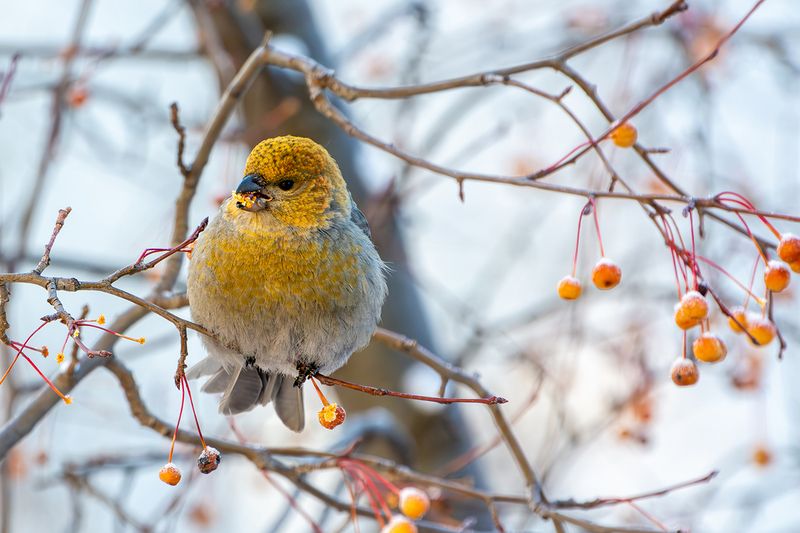 щур Щур фото превью