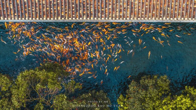Lychees and Koi Carp in Bao Mo Garden фото превью