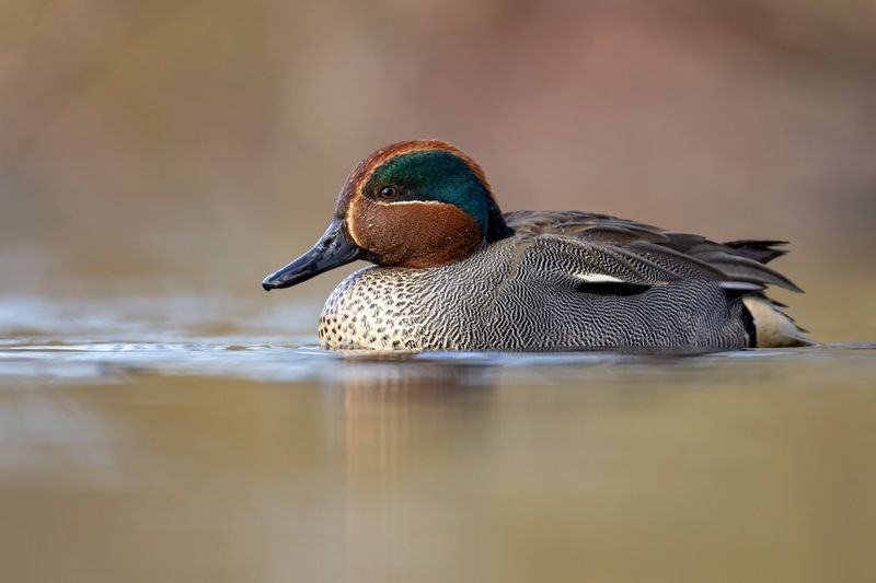 чирок-свистунок, утка, птицы, чирок, свистунок Инь-Янь фото превью