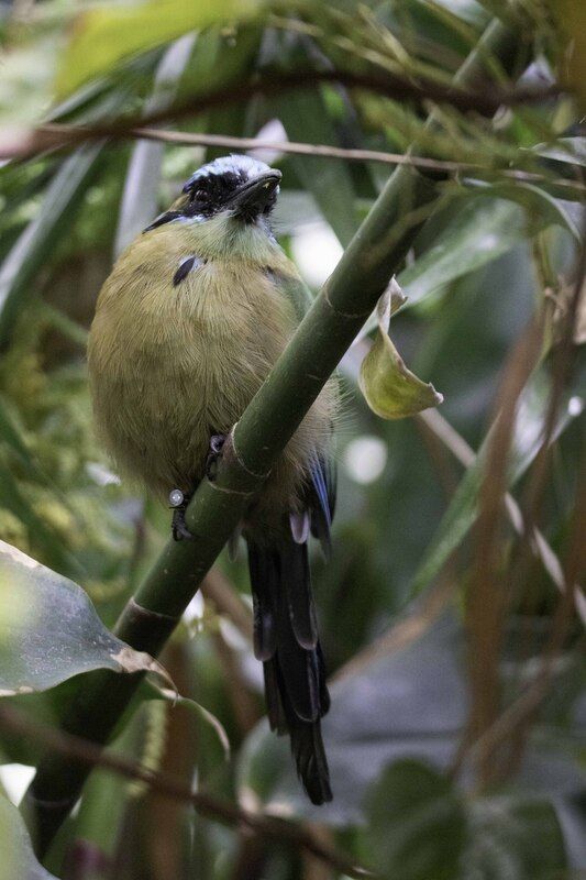 Blue-crowned motmot-Amazonian motmot фото превью