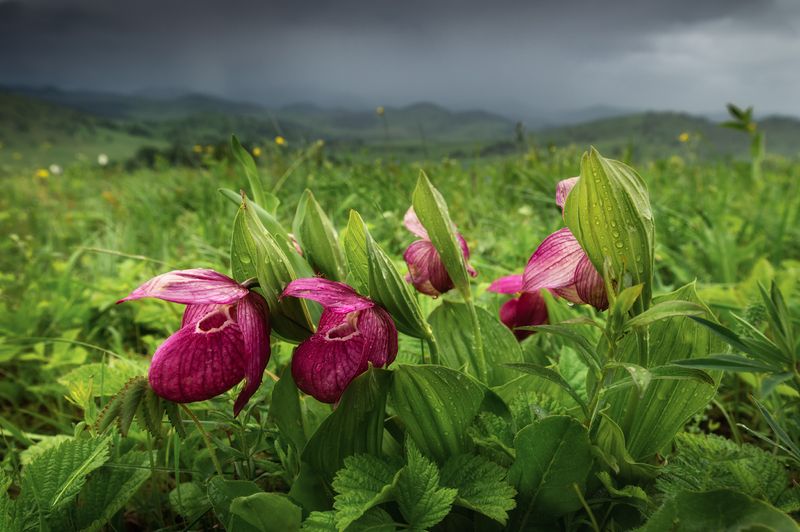 алтай, алтайский край, пейзажи алтая, холмогорье, предгорья алтая, цветы, венерины башмачки, гроза, cypripedium macranthon, венерин башмачок крупноцветковый Сибирские орхидеи и Холмогорье фото превью