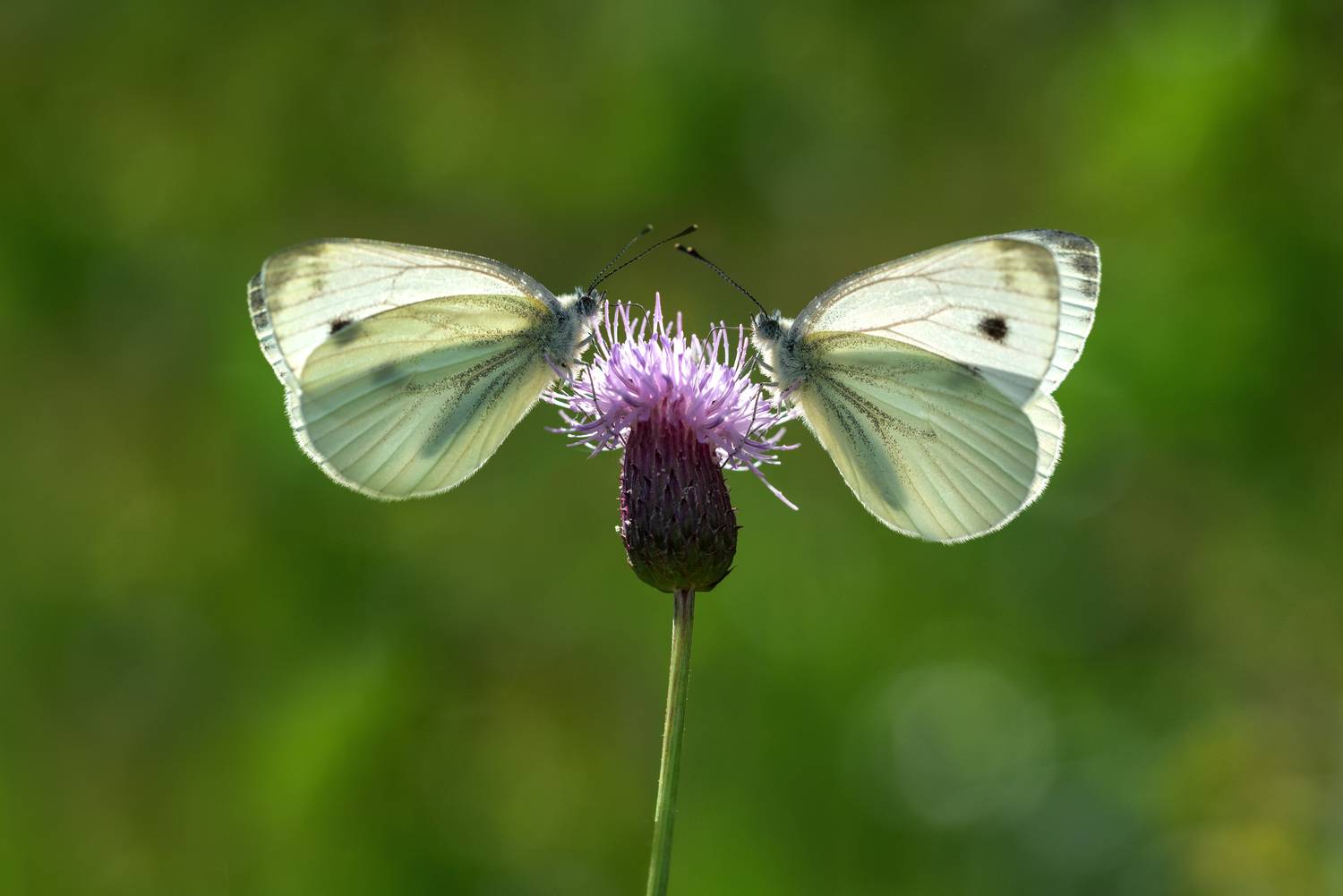 , Рагинская Ольга