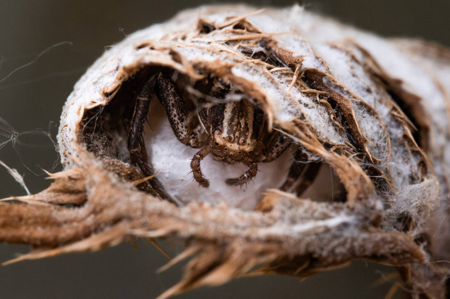 , Ольга Таланцева