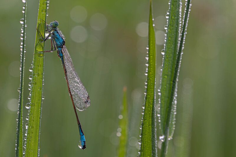 Стрекозка,раннее утро.  фото превью