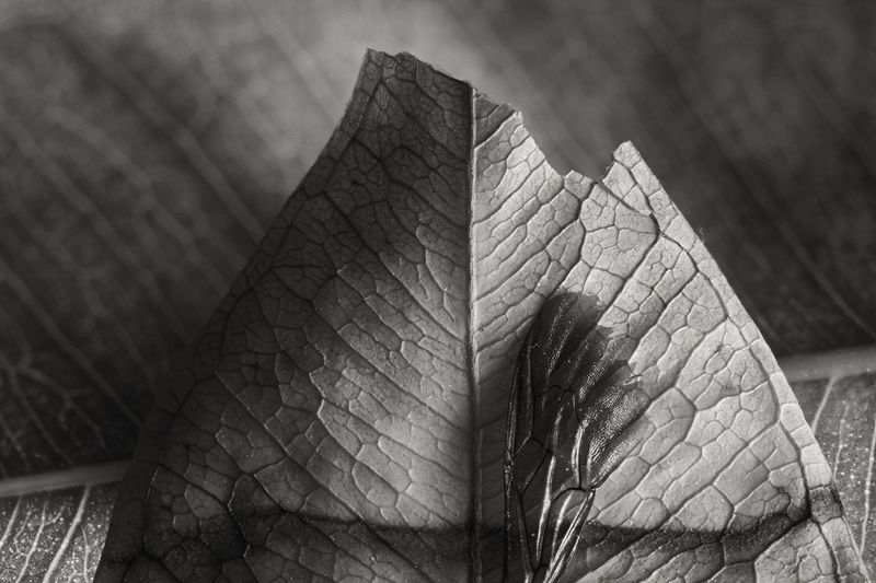 * фото превью