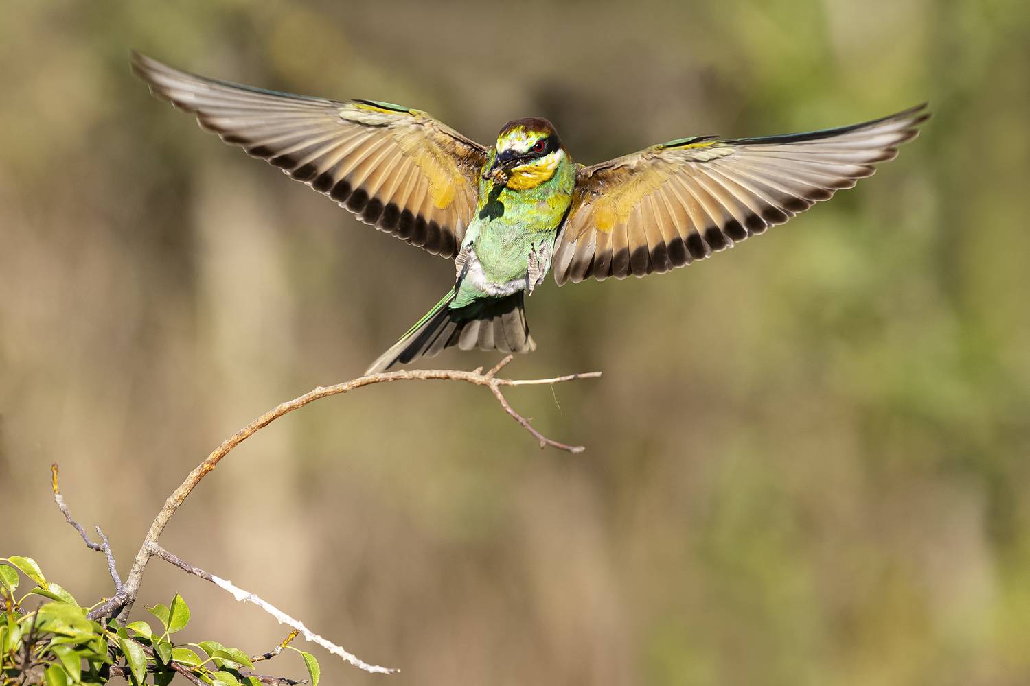 природа, Валерий Черняк