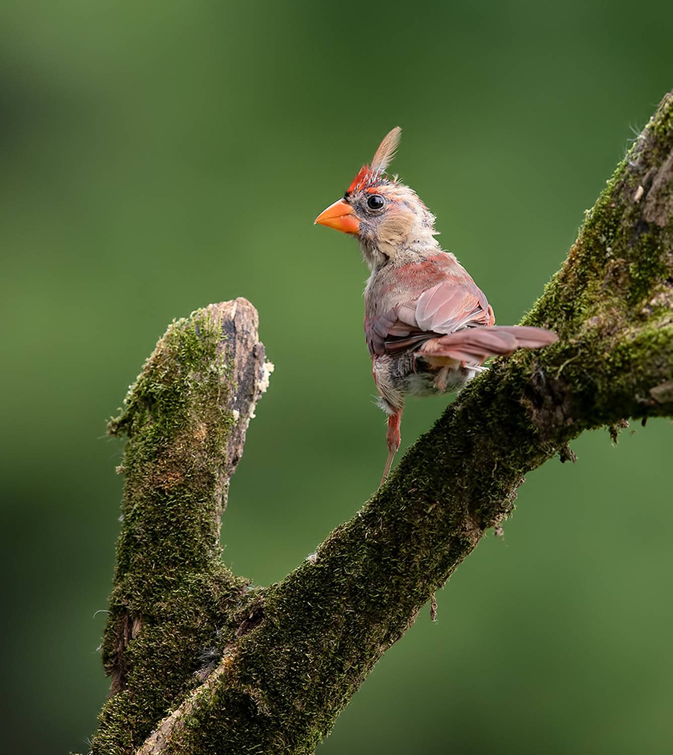 красный кардинал, northern cardinal, cardinal,кардинал, Etkind Elizabeth