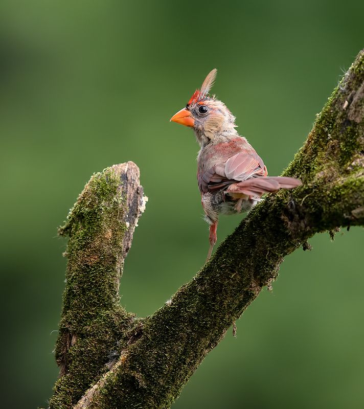 красный кардинал, northern cardinal, cardinal,кардинал Juvenile Northern Cardinal - Молодой Красный кардинал фото превью