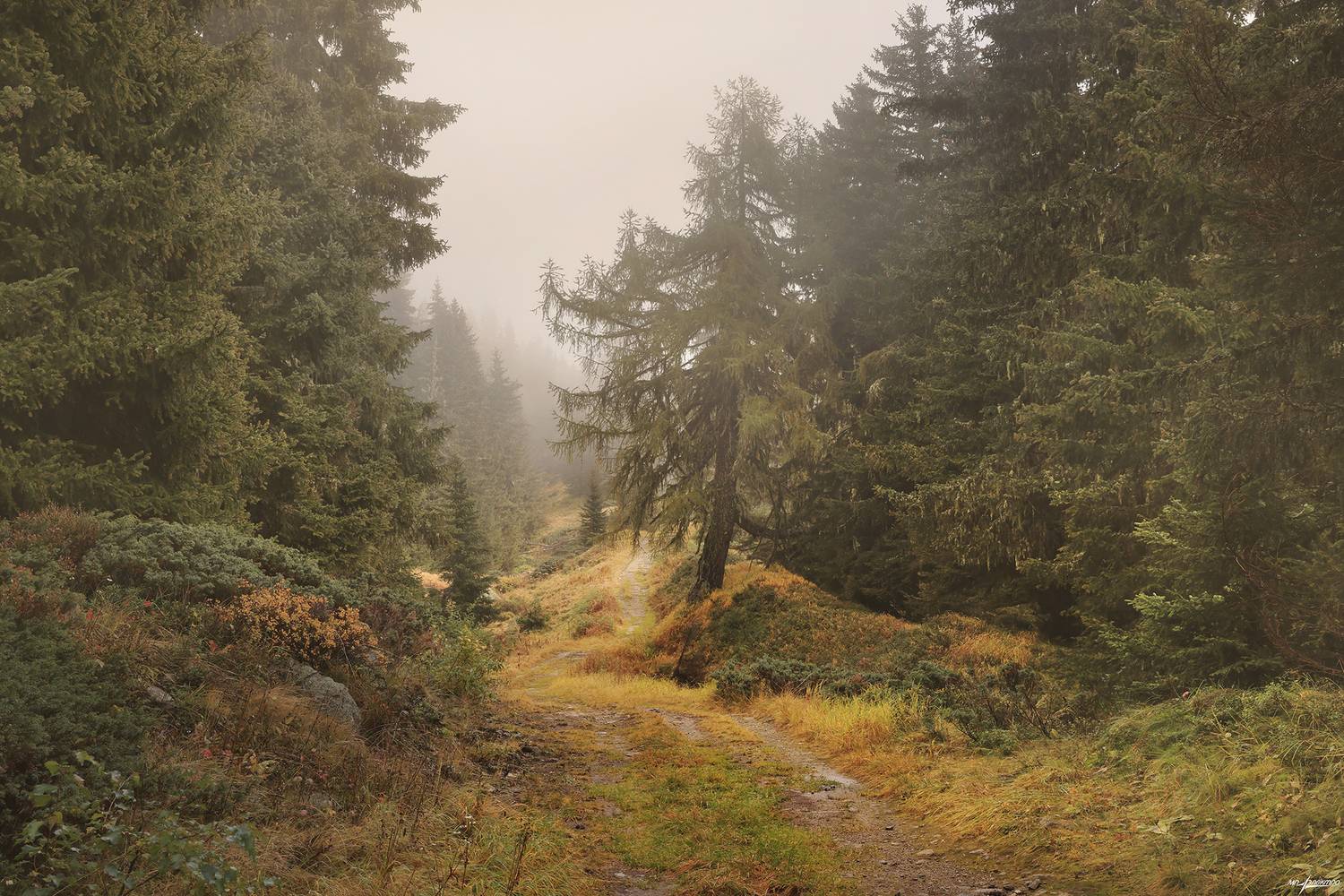 swiss, Матвеев Николай