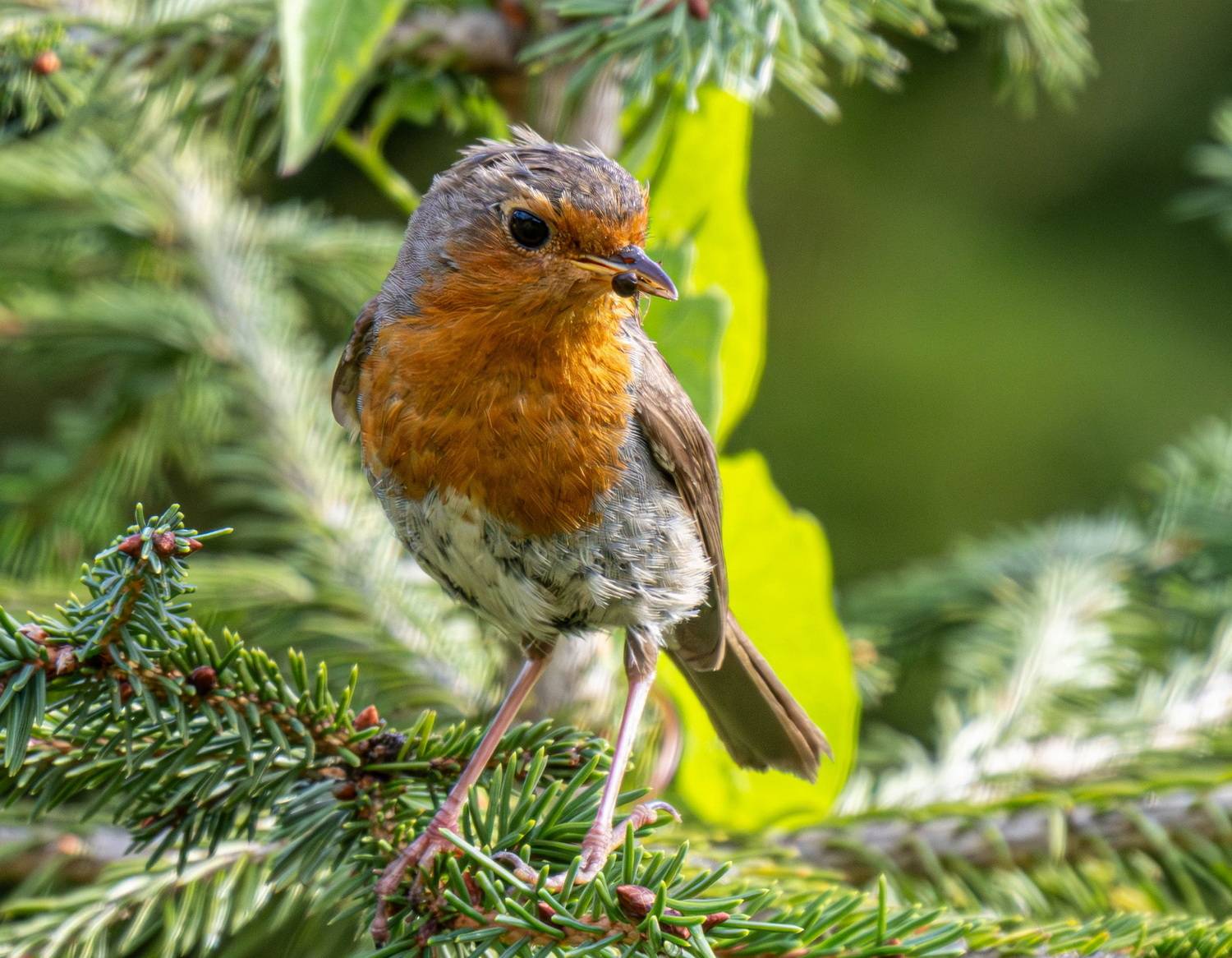 , Волынский Виктор
