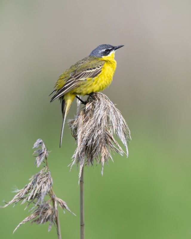 желтая трясогузка, трясогузка, птицы Желтая трясогузка фото превью