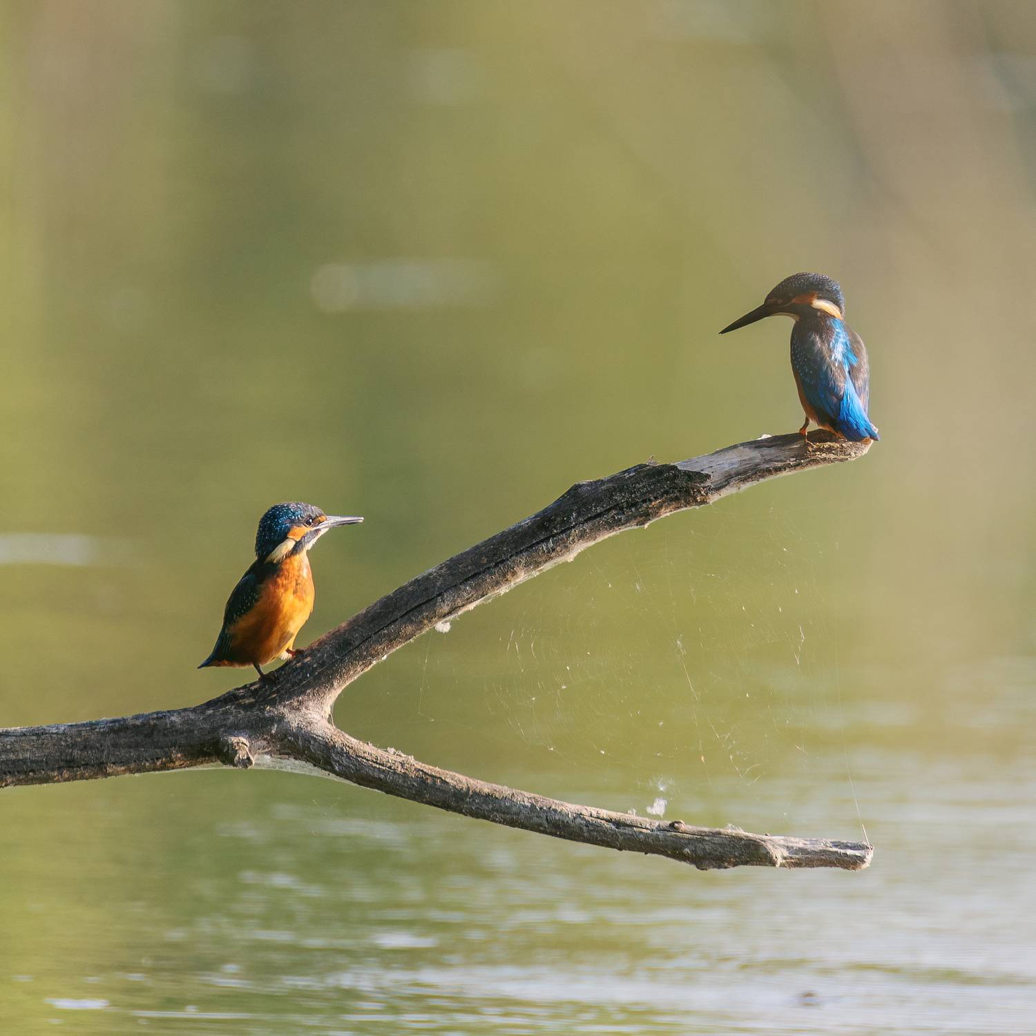 зимородок, птицы, природа, Ekaterina Romanova