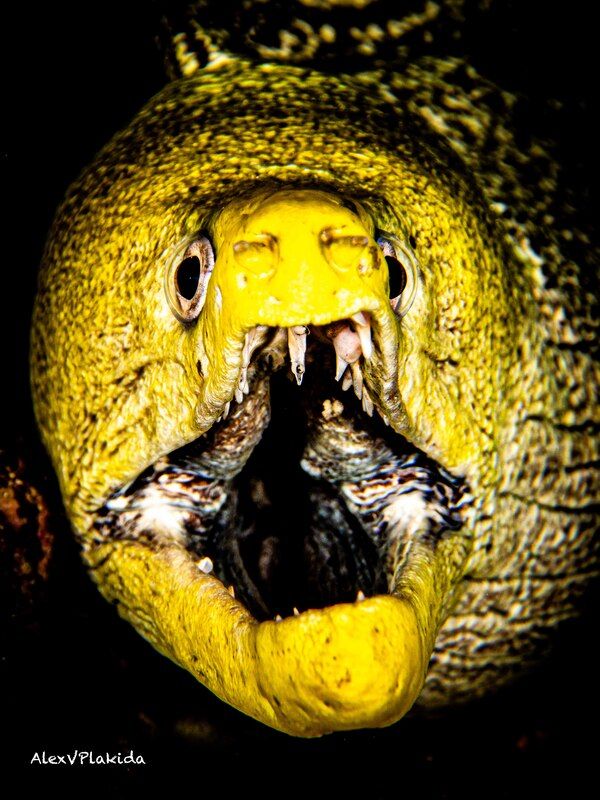 Желтая угроза фото превью