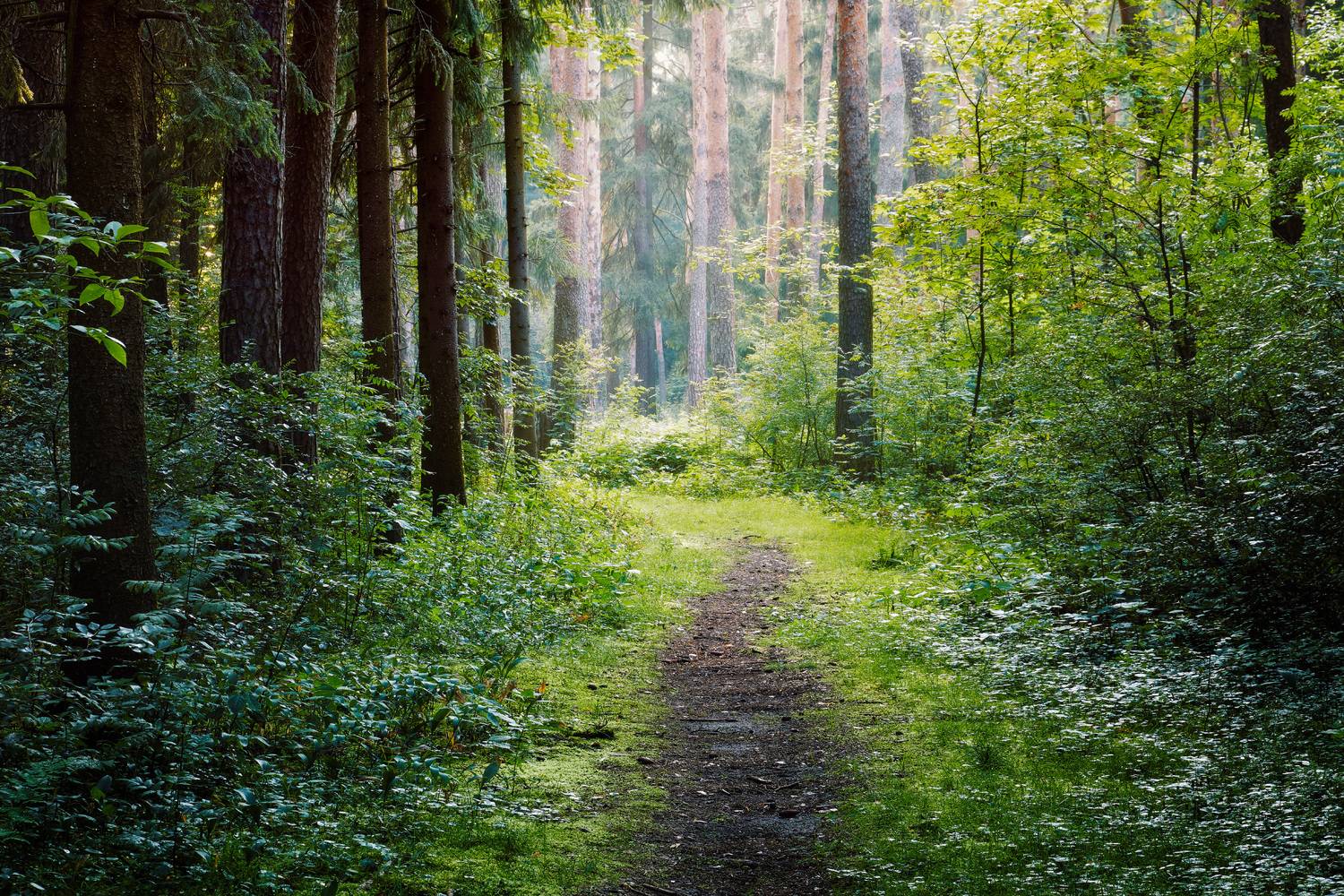 лес, деревья, листва, свет, Валерий Вождаев