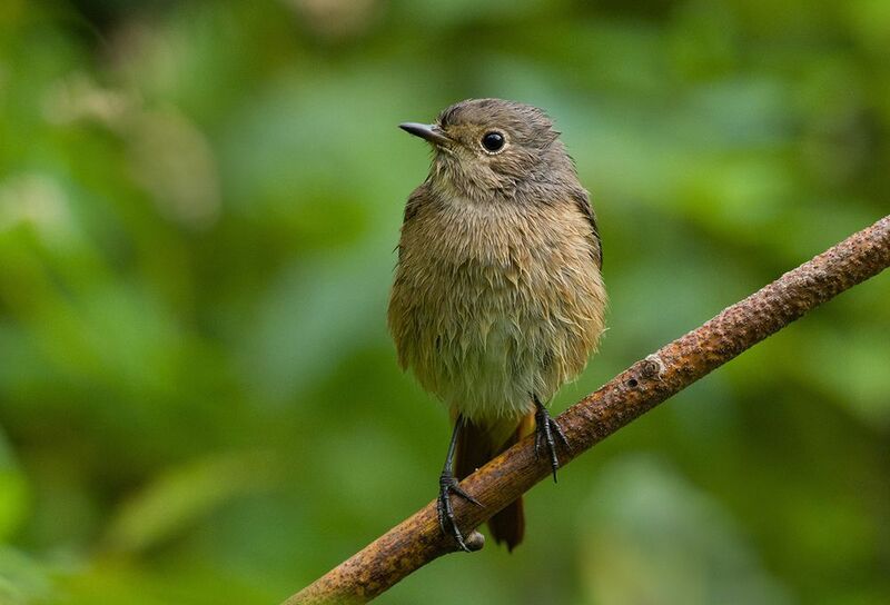 горихвостка,самка,мокрая,пасмурно После дождичка в четверг фото превью