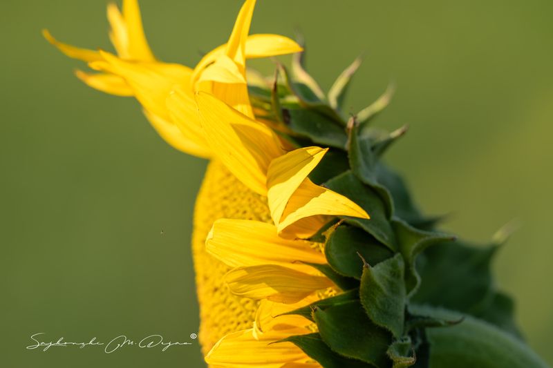 ПОДСОЛНЕЧНИК фото превью