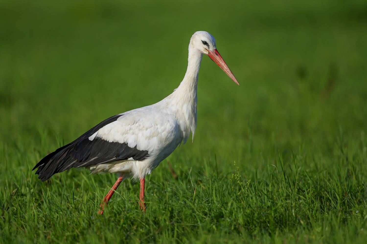 , Пупонин Сергей