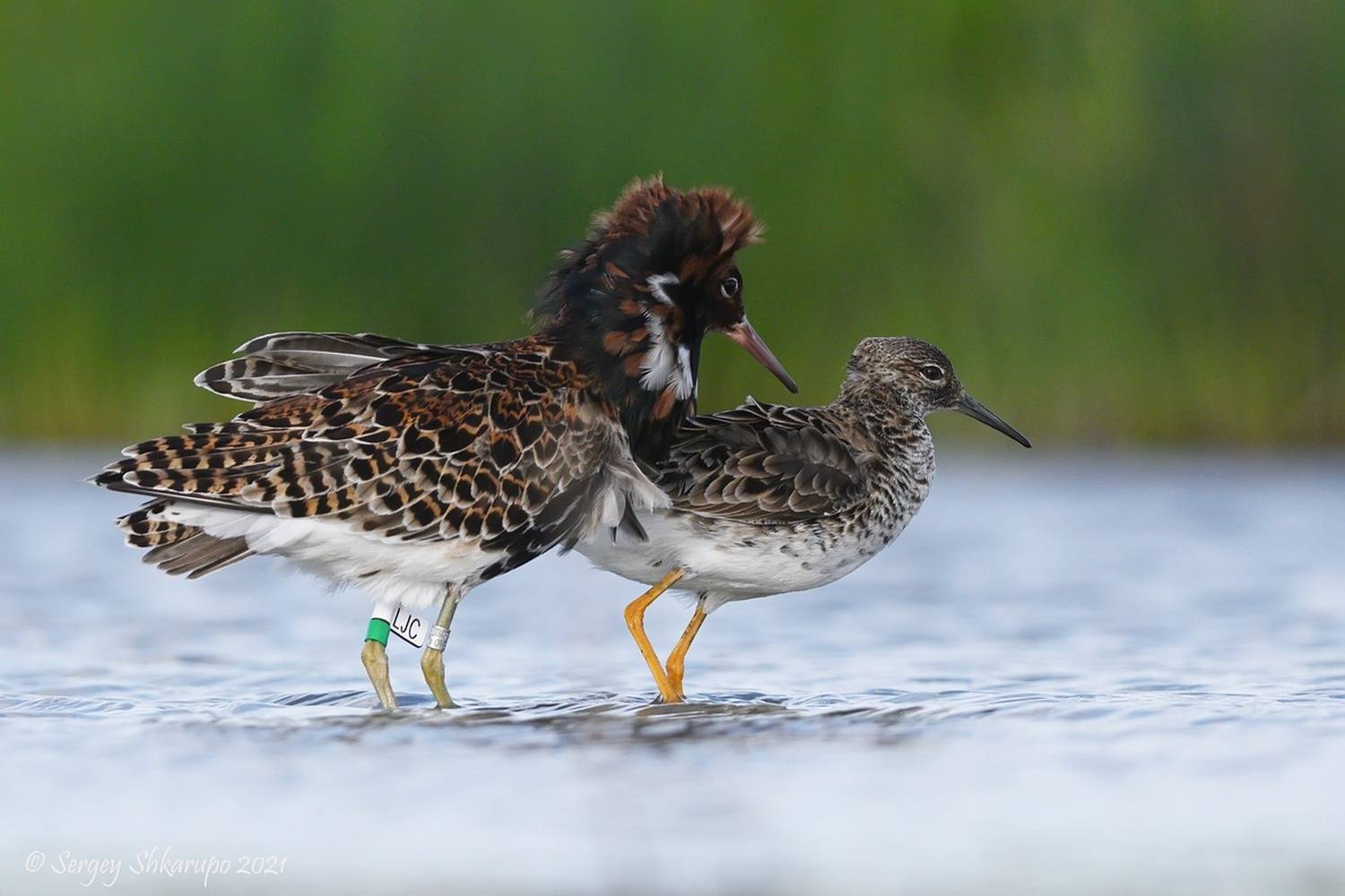 , Сергей Шкарупо