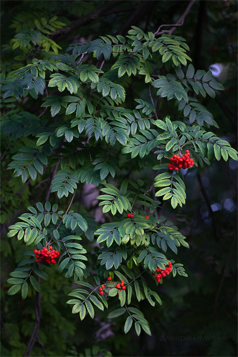 , Чудинин Дмитрий