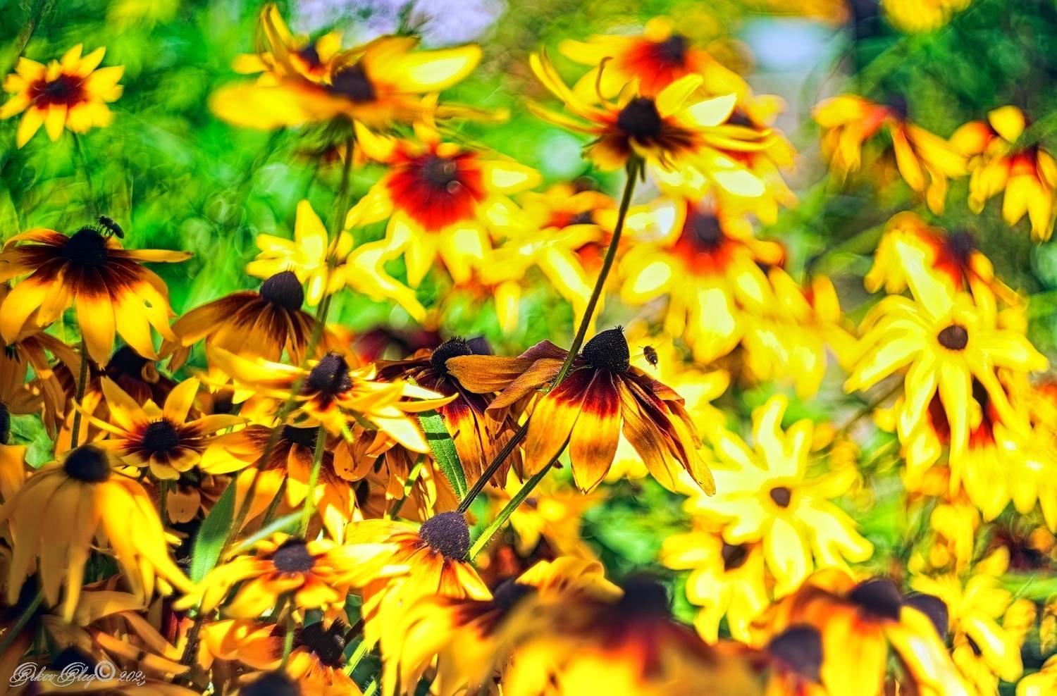 , Орлов Олег