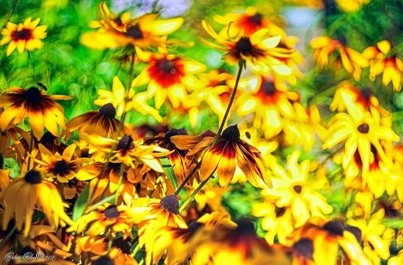 Медовый спас.... фото превью