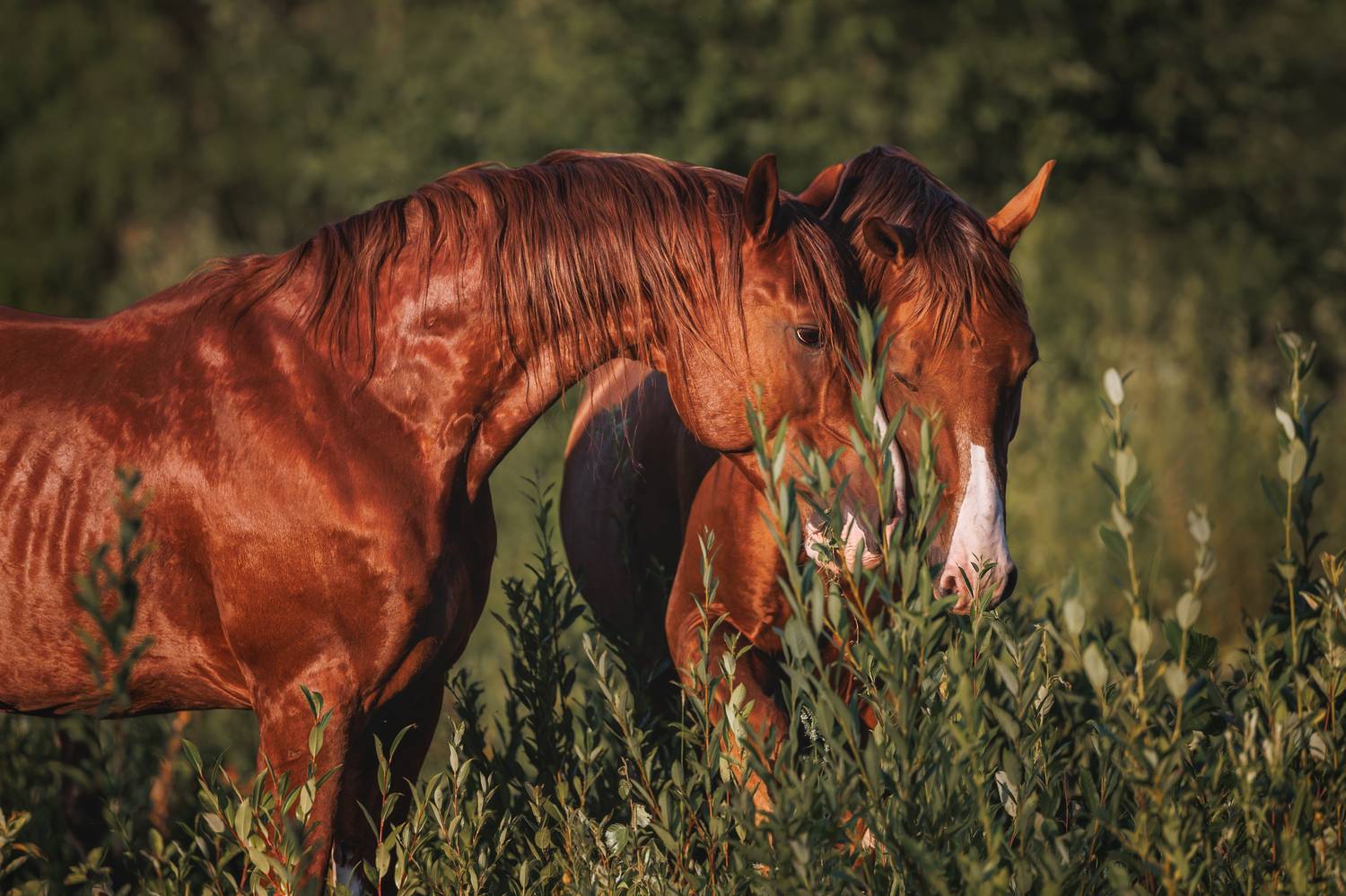, Яна Нарбутович