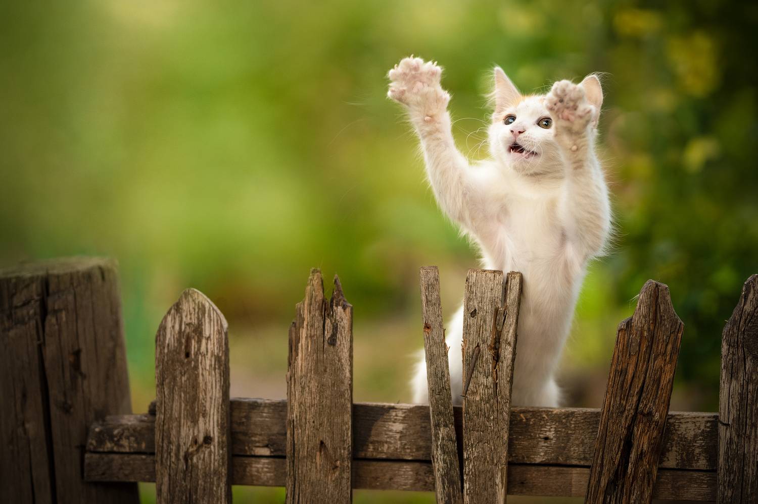 , Коротун Юрий