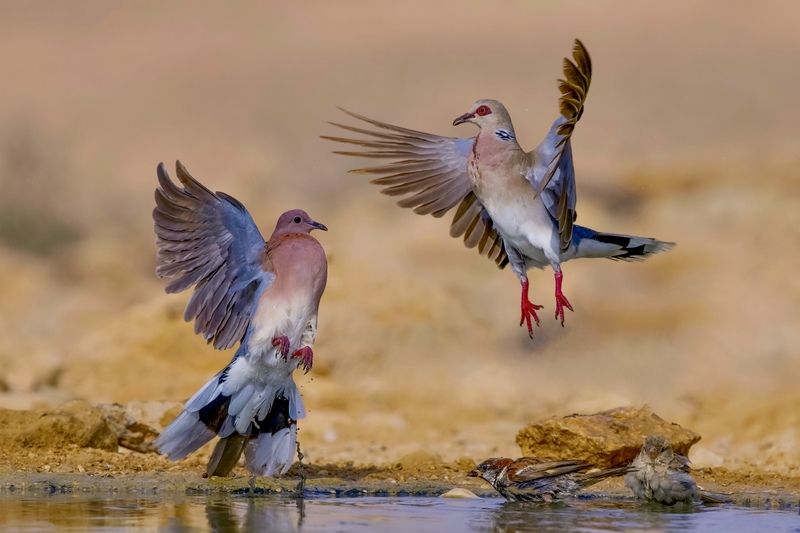 Aerial dance doves фото превью