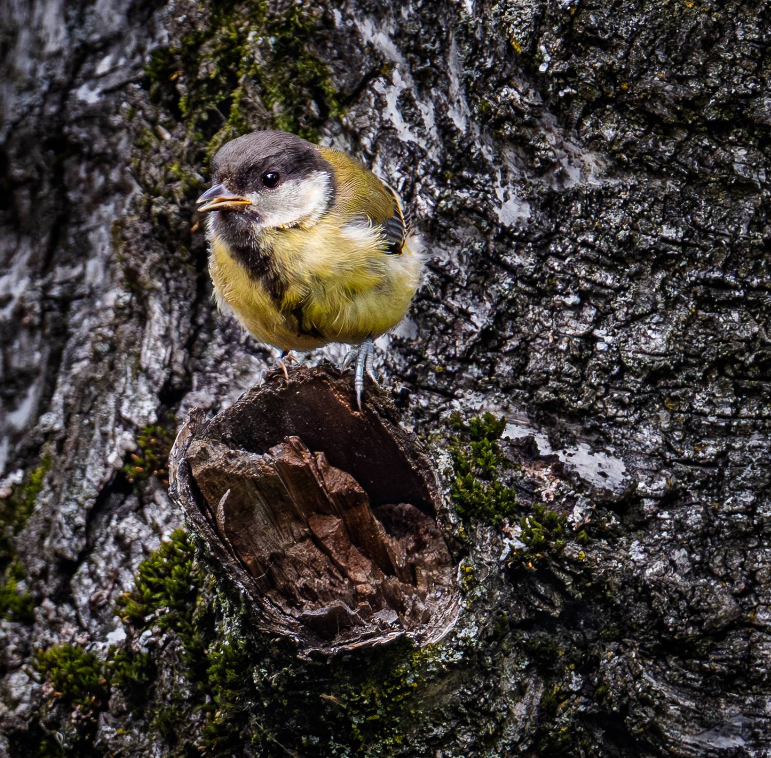 , Курлянцев Алексей