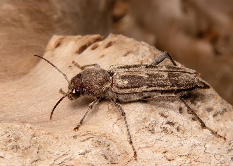 макрофото, макрофотографии, фотомакро, насекомые, макромир, макрофотограф, макроаддикт, макро_мир, naturelovers, naturelover, naturephotography, macrolove, macro_love, biodiversity, macrophotography, macro, macronature, entomology, arthropods, arthropod,  Xylotrechus sagittatus фото превью