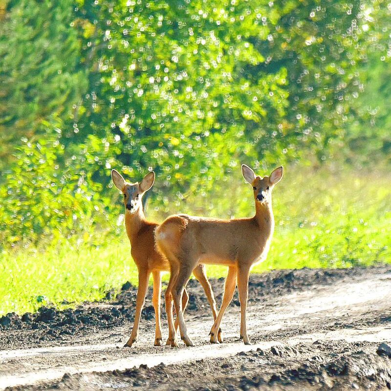 Грации фото превью