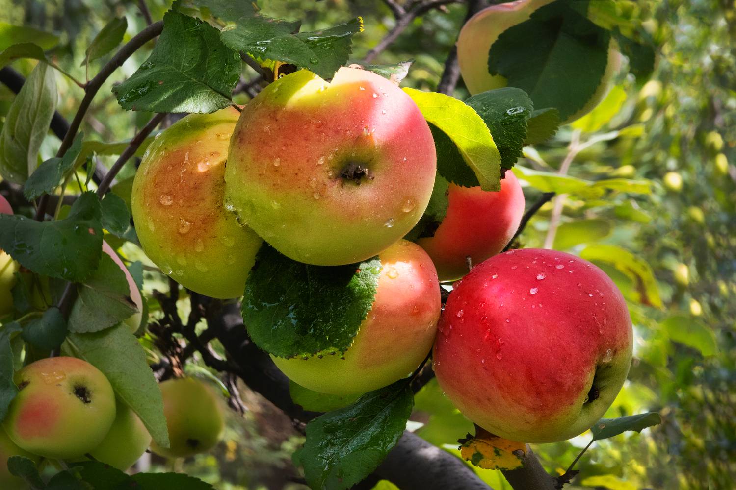 , Ушаков Валерий