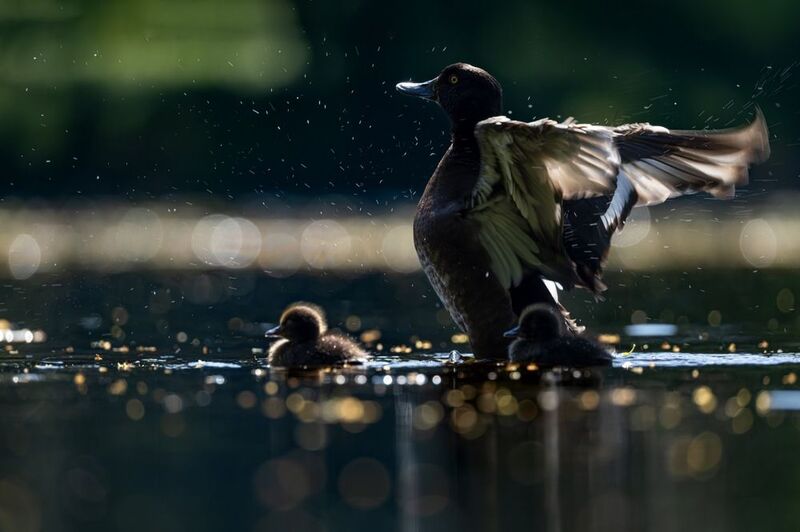нырок, хохлатая чернеть, утенок, птицы, контражур  фото превью