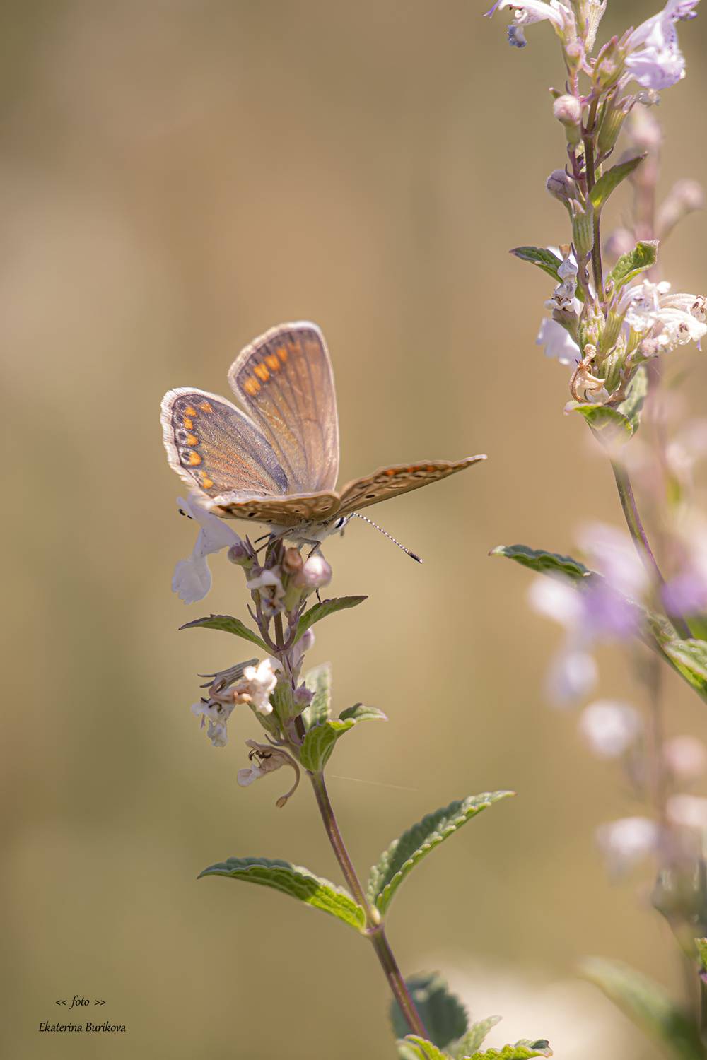 , Бурикова Екатерина